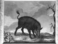 Radebeul, Hoflößnitz, Wildschwein