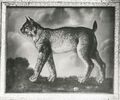 Radebeul, Hoflößnitz, Luchs